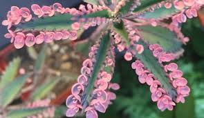 askin goz yaslari bitkisi crassulaceae ailesinden gelmektedir kalanchoe delagoensis bitkisi ile oldukca birbirlerine benzeyen ve ay bi tki cicek kaktus