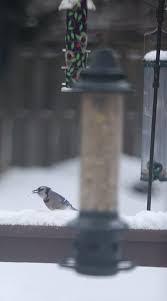 27th, it has 20.6k views. Tips For Feeding Wildlife If You Re Going To Do It Do It Correctly