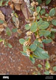 Image result for Alternanthera tenella