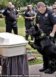 Funeral For An Officers Best Friend Decorated K 9 Laid To Rest With Full Ceremonial Honors As His Emotional Handler Proudly Looks On Military Working Dogs Military Dogs Working Dogs