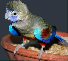 Birds That Cannot Fly With Their Names Blue Bonnet Parrot Animals Beautiful Pet Birds