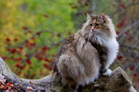 Norwegian forest cats are way larger than most cats—and some small dogs, for that matter. Know Some Facts About Fluffy Norwegian Forest Cats Catty Collins