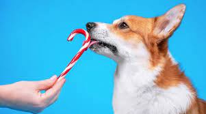 Can Dogs Eat Peppermint Is Peppermint Toxic To Dogs