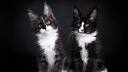 Black and White Cat Breeds: Easy-to-Follow Guide