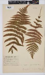 Image result for Christella chaseana