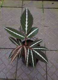 Image result for Leea