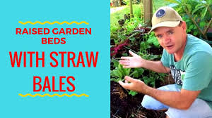 My straw was very seedy. Straw Bales Garden Update As Raised Vegetable Beds Youtube