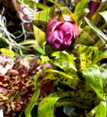 Image result for Ixora mildbraedii