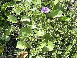 Image result for Boerhavia repens