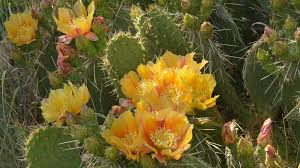 Las plantas suculentas son conocidas por almacenar agua en sus hojas, tallos o raíces en si estás pensando en decorar tu casa con algunas de estas plantas, pero no sabés cómo cuidar un cactus, cómo regar suculentas o cuáles son los. Reproduccion De Cactus Mediante El Uso De Semillas
