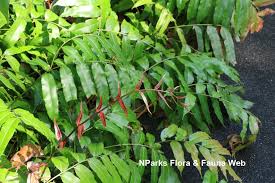 Image result for Stenochlaena