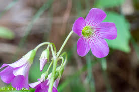 Image result for Oxalis debilis