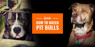 Fawn is a common one among pitbull colors. How To Breed American Pit Bull Terriers Breeding Business