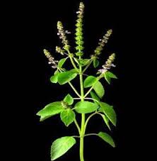 Image result for Ocimum