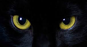 It has been proven that cats can see much better than dogs when it comes to nighttime vision. Can Cats See In The Dark A Guide To Cat Night Vision