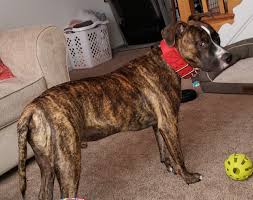 pit bull breed information and photos