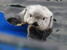 Sea Otter Elfin Gets Cozy With A Felt Cutout The Daily Otter Sea Otter Otters Cute Otters