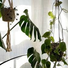 Hanging plants on the wall. Clever Ways To Hang Your Plants Clever Bloom