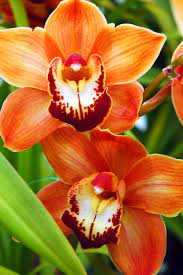 Cymbidium Orange Cymbidium Orchid Macro Orchid Cymbidium Orchid Tropical Orchid Orchids Beautiful Flowers Cymbidium Orchids