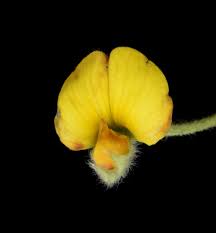 Image result for Argyrolobium rupestre