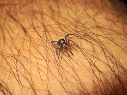 To identify a black widow spider bite, look for 2 fang marks, which will start to turn red after about an hour,. Spider Bites What To Do If You Ve Been Attacked By A Spider Canberra Pest Control