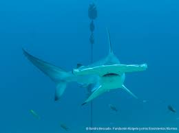 Other interesting great hammerhead shark facts: Spatial Ecology Of Hammerhead Sharks Around Malpelo Island Connectivity And Search For Nursery Areas In The Pacific Coast Fondation Ensemble