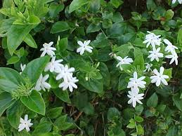 Image result for Jasminum multiflorum