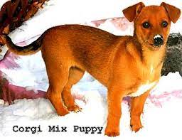 What's the price of cardigan pembroke corgi puppies? Columbia Heights Mn Corgi Meet Corgi Puppies A Pet For Adoption