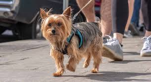 Import quality coffee machine supplied by experienced manufacturers at global sources. Best Harness For Yorkie Best Yorkshire Terrier Harnesses With Reviews