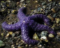 Check out our purple starfish selection for the very best in unique or custom, handmade pieces from our shops. Purple Starfish Photograph By Puget Exposure