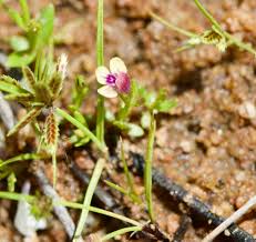 Image result for Crepidorhopalon