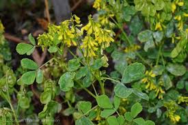 Image result for Trigonella anguina