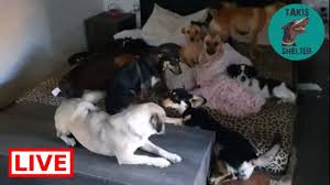 Have A Nice Sunday My Friends Takis Shelter Shelter Animals Rescue Dogs