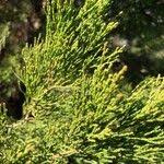 Image result for Callitris endlicheri