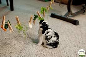Epingle Par Emilie Etcesloulous Sur Loup Jeu Pour Lapin Alimentation Lapin Jouet Pour Lapin