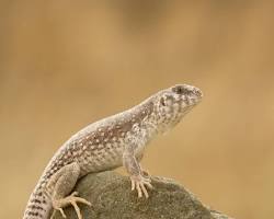 Lagarto-do-deserto