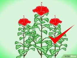 Bibit bunga sepatu pohon kembang sepatu double ganda ungu kuning merah tanaman hias. Cara Memperbanyak Kembang Sepatu Dengan Gambar Wikihow