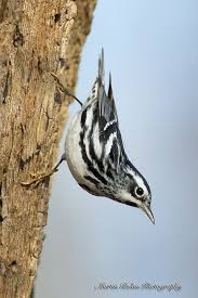 Black And White Warbler Song Birds White Bird Tattoos Birds Black And White