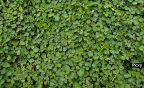 Image result for Grona triflora