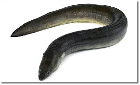 Aal Rezepte Mit Aal Aal Rezepte Aal Fisch Bedrohte Tiere