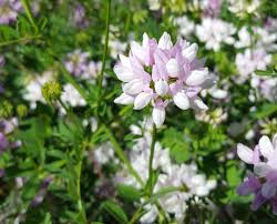The vinca has been growing for a number of years and has covered the bank really nicely, so i'm afraid my options are very limitied. Crown Vetch A Wild Flower That Can Be Used For Erosion Control Dengarden