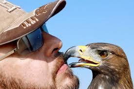 Maybe you would like to learn more about one of these? World Falconry Day Eagle And Falcons Soar Over Desert Show Bbc News