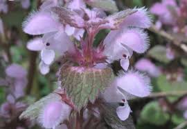 Image result for Carapa wohllebenii