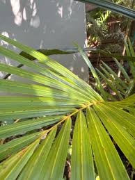 Image result for Raphia australis