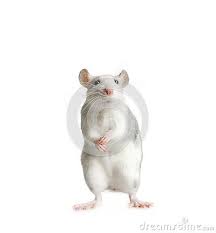 Pin By Mow On Rat Funny Rats Adorable Rats