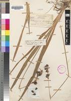 Image result for Chlorophytum cameronii