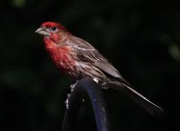 Follow backyard bird nerd on wordpress.com. Sfv Backyard Bird Identification San Fernando Valley Audubon Society