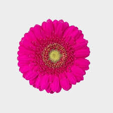 We did not find results for: Mini Gerbera Daisy Hot Pink Flower Wholesale Blooms By The Box