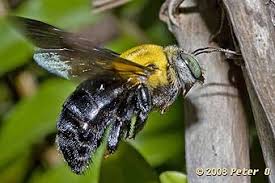 Bring to a boil, then reduce heat and simmer for 10 minutes. Great Carpenter Bees Xylocopa