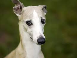 Whippet Price Temperament Life Span